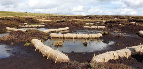  Peat Moss:  Key Material for Sustainable Horticultural Practices and Peatland Restoration Projects!